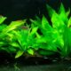 echinodorus-amazonicus-amazon-sword-aquatic-plant-for-sale-and-where-to-buy-aquaticmag-2