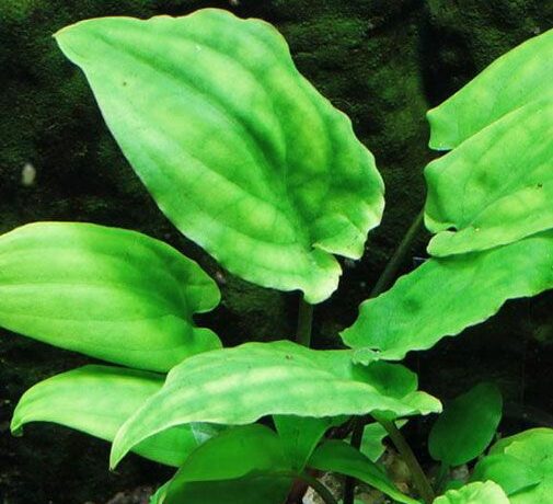 Cryptocoryne Noritoi Wongso Crypt Background Plant For Sale And Where To Buy Aquaticmag 6664404 505x460