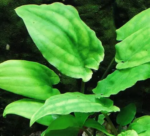 Cryptocoryne Noritoi Wongso Crypt Background Plant For Sale And Where To Buy Aquaticmag 6664404