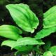 Cryptocoryne Noritoi Wongso Crypt Background Plant For Sale And Where To Buy Aquaticmag 6664404 80x80