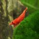 12-live-sakura-fire-red-cherry-shrimp-breeding-age-young-adults-5-to-1-long-java-moss