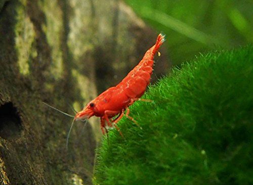 12-live-sakura-fire-red-cherry-shrimp-breeding-age-young-adults-5-to-1-long-java-moss