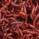 Bloodworms Featuredimage01 5181356 80x80