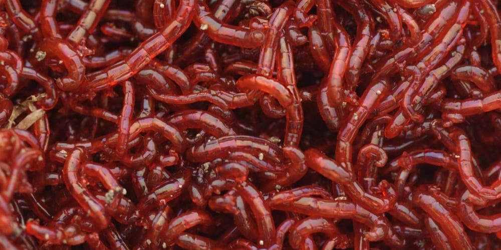 all-about-bloodworms-3