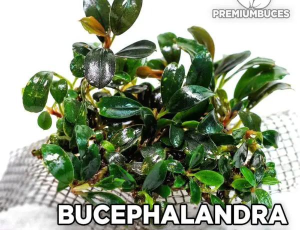 Bucephalandra Kedagang Mini 5903285