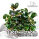 bucephalandra-kedagang-mini-2