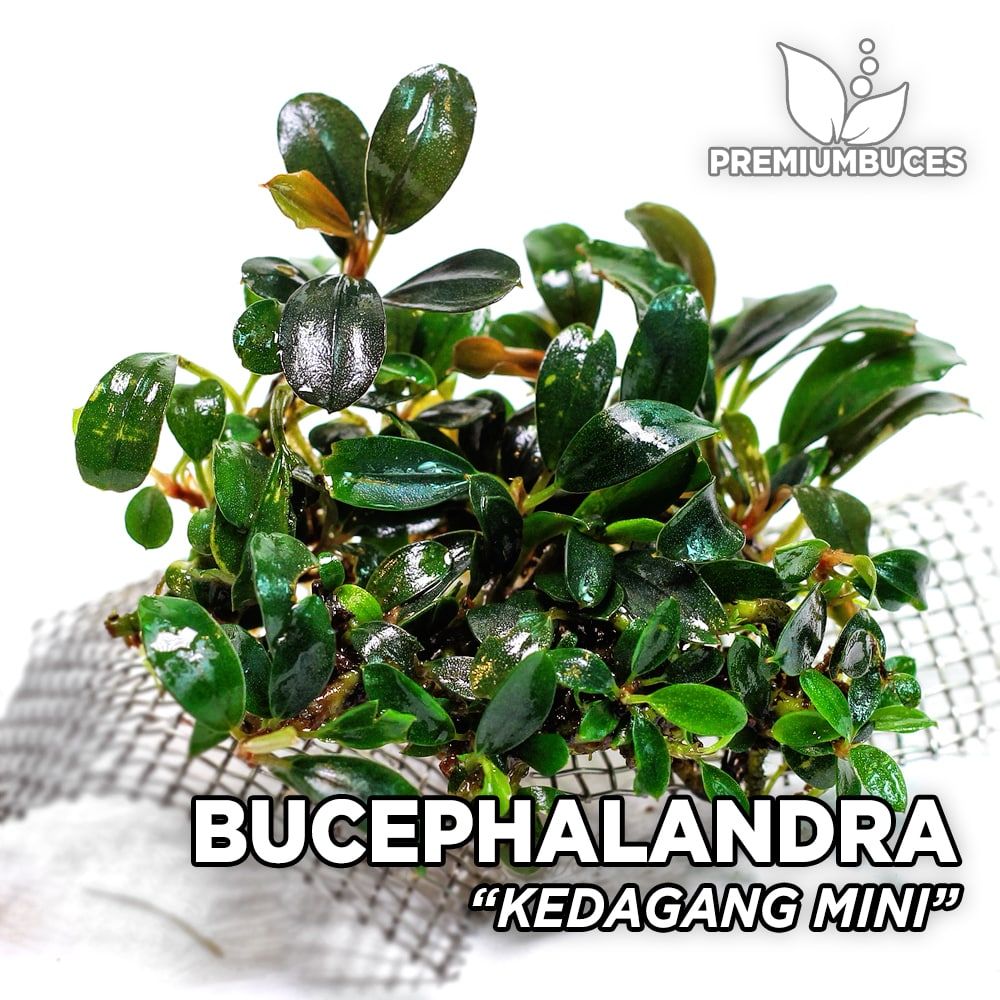 Bucephalandra Kedagang Mini 5903285