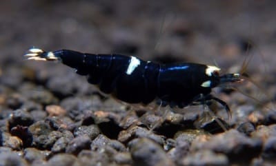 black-king-kong-shrimp-3