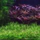 Pygmy Chain Sword Echinodorus Tenellus Care Guide Planting Growing And Propagation 2 4752123 80x80