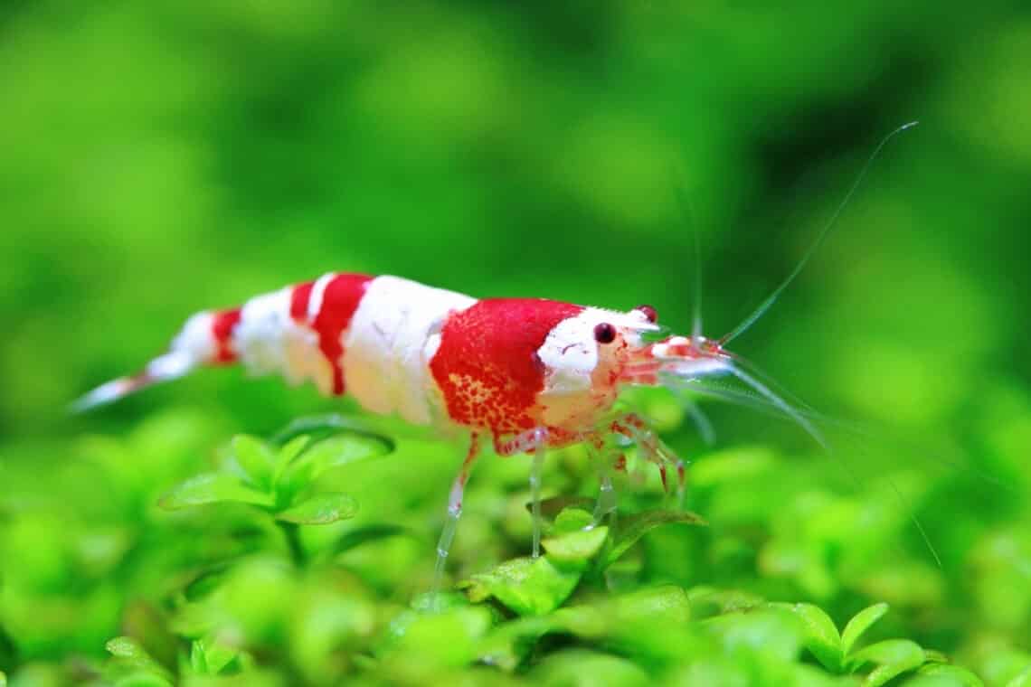 crystal-red-shrimp-feeding-frenzy-information-red-cherry-shrimp-2