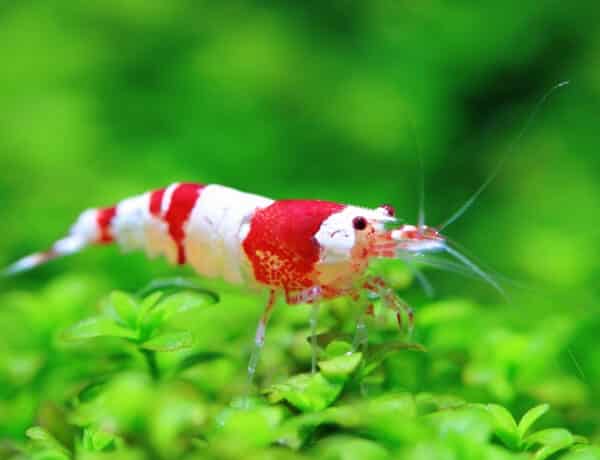 crystal-red-shrimp-feeding-frenzy-information-red-cherry-shrimp-2