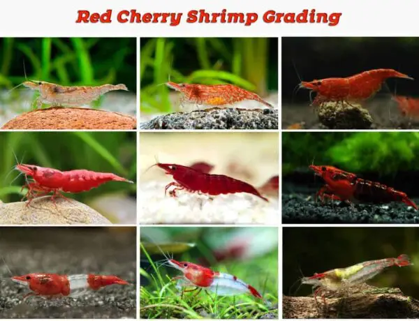 Small Wide Red Cherry Shrimp Grading 2 1 3159369