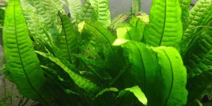 Microsorum Pteropus Java Fern Low Tech Aquarium Plants Low Tech Planted Tank Low Maintenance Plants Aquaticmag 5900498