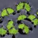 ricciocarpus-natans-slender-riccia-liverwort