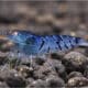 blue-tiger-shrimp-information-3