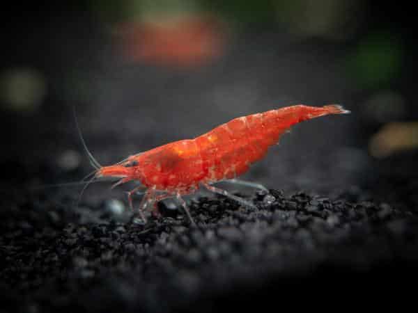 5-sakura-fire-red-cherry-shrimp-java-moss
