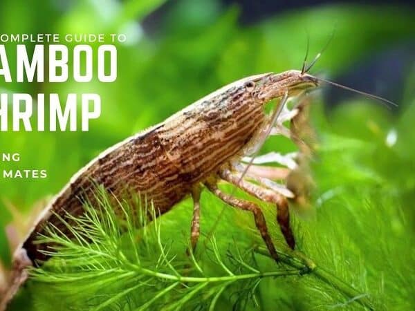 Bamboo Shrimp 2948225 600x450