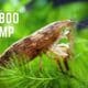 Bamboo Shrimp 2948225 80x80