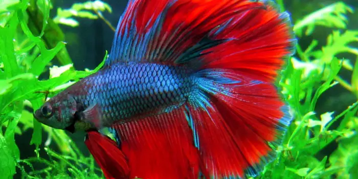 Betta Best Freshwater Aquarium Fish For Beginners Easy Fish For Fish Tanks Aquaticmag 7839960
