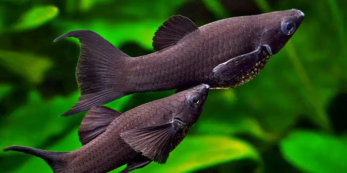 Black Molly Best Freshwater Aquarium Fish For Beginners Easy Fish For Fish Tanks Aquaticmag 1577868