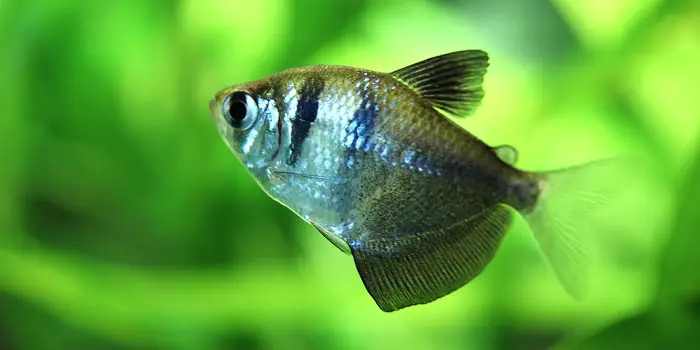 Black Skirt Tetra Best Freshwater Aquarium Fish For Beginners Easy Fish For Fish Tanks Aquaticmag 5812056