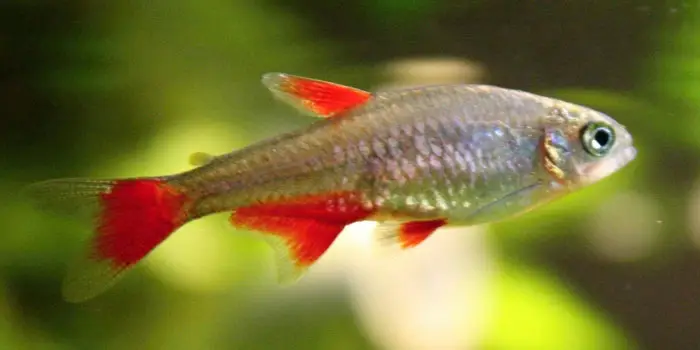 Blood Fin Tetras Best Freshwater Aquarium Fish For Beginners Easy Fish For Fish Tanks Aquaticmag 7986171