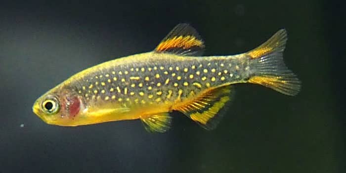 Danios Best Freshwater Aquarium Fish For Beginners Easy Fish For Fish Tanks Aquaticmag 3699276