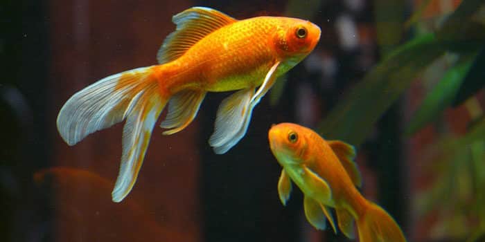 Gold Fish Best Freshwater Aquarium Fish For Beginners Easy Fish For Fish Tanks Aquaticmag 3492292