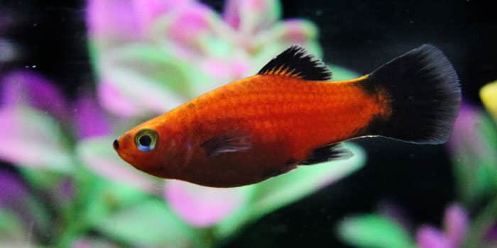 Platies Best Freshwater Aquarium Fish For Beginners Easy Fish For Fish Tanks Aquaticmag 3234175