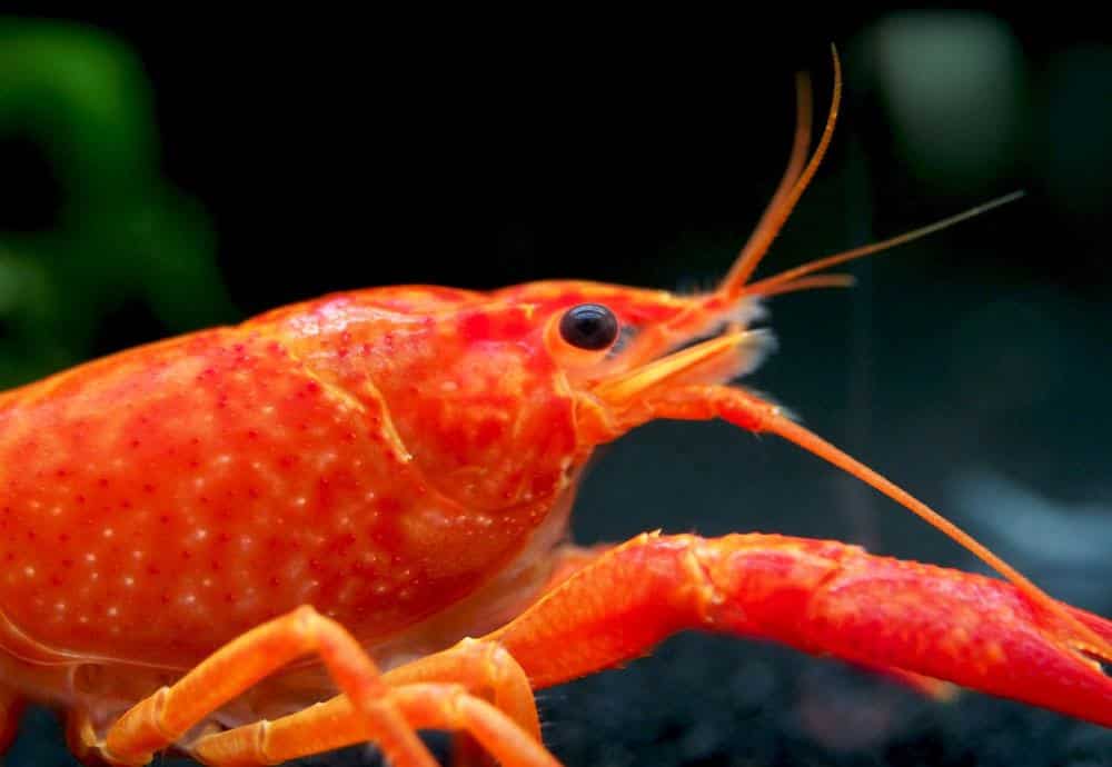 Neon Red Crayfish 6 1024x1024 6284187