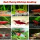 crystal-red-shrimp-grade-information-walking-around-red-cherry-shrimp-2