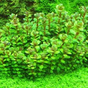 ammania-sp-bonsai-aquatic-plant-for-sale-and-where-to-buy-aquaticmag-2