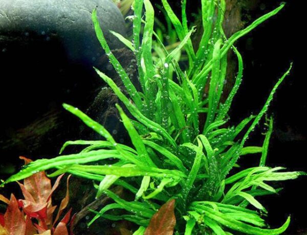 microsorum-pteropus-sp-trident-java-fern-fern-plant-for-sale-and-where-to-buy-aquaticmag-2