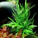 microsorum-pteropus-sp-trident-java-fern-fern-plant-for-sale-and-where-to-buy-aquaticmag-2