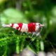 10 Live Crystal Red Shrimp A S Grade Easy To Keep At 12 To 34 Inch Java Moss By Aquatic Arts 0 0 80x80
