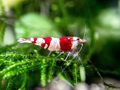 10 Live Crystal Red Shrimp A S Grade Easy To Keep At 12 To 34 Inch Java Moss By Aquatic Arts 0 0