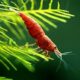 12 Painted Fire Red Cherry Shrimp Totally Solid Red By Aquatic Artstm 0 80x80