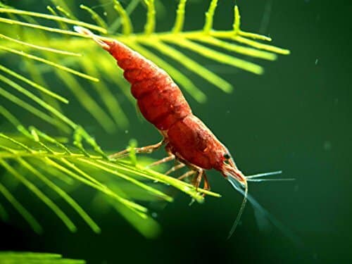 12 Painted Fire Red Cherry Shrimp Totally Solid Red By Aquatic Artstm 0