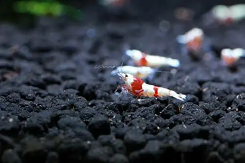 6 S Grade Crs Crystal Red Shrimp Live Freshwater Aquarium Shrimp By Soshrimp 0