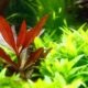 Alternanthera Reineckii Mini Care Sheet Reineckii Mini For Sale And Where To Buy Aquaticmag 5 80x80