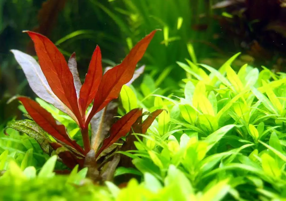 Alternanthera Reineckii Mini Care Sheet Reineckii Mini For Sale And Where To Buy Aquaticmag 5