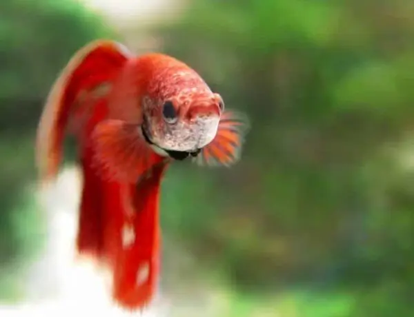 Betta Splendens Betta Information And Wiki Betta Splendens For Sale And Where To Buy Aquaticmag 5