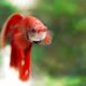 Betta Splendens Betta Information And Wiki Betta Splendens For Sale And Where To Buy Aquaticmag 5 80x80