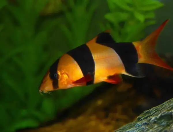 Clown Loach Information And Wiki Clown Loach For Sale And Where To Buy Aquaticmag 1 Scaled