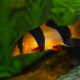 Clown Loach Information And Wiki Clown Loach For Sale And Where To Buy Aquaticmag 1 Scaled 80x80
