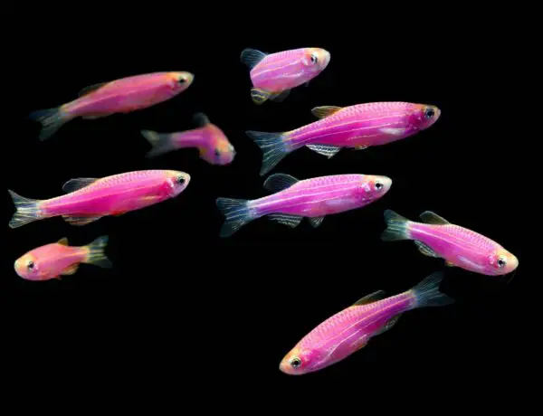 Glofish Danio Rerio Purple Danio Information Wiki Glofish Danio For Sale And Where To Buy Aquatic Mag 1 Scaled