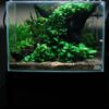 23-easy-to-grow-low-light-plants-for-your-aquarium-2