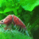 Red Cherry Shrimp Molting Its Exoskeleton Redcherryshrimp 80x80