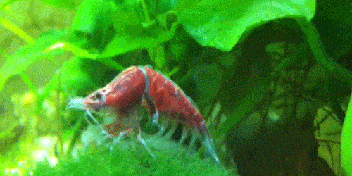 Red Cherry Shrimp Molting Its Exoskeleton Redcherryshrimp