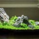 starting-with-a-nano-aquarium-things-to-know